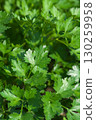 Italian parsley basking in the summer sun 130259958