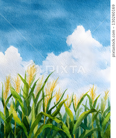 Watercolor corn field with blue sky background 130260169