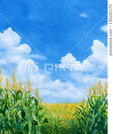 Watercolor corn field with blue sky background 130260170