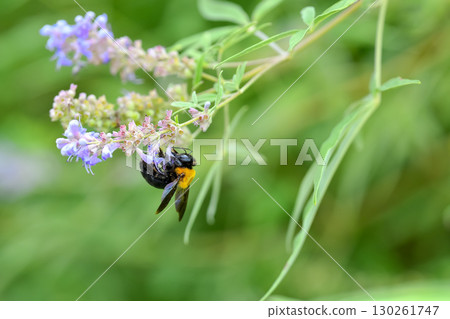 木匠蜂 木匠蜂 130261747