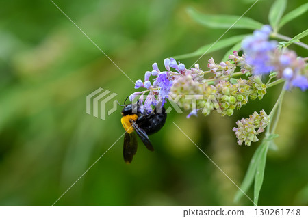 木匠蜂 木匠蜂 130261748