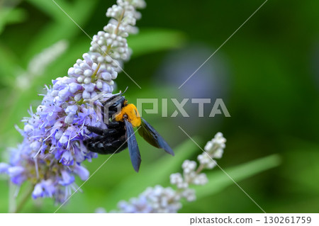 Carpenter bee Carpenter bee 130261759