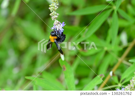 Carpenter bee 130261762