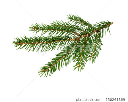 Spruce branch. New year green fir tree twig. 130261869