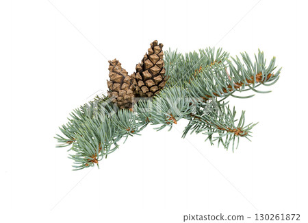 Spruce branch with cone isolated 130261872