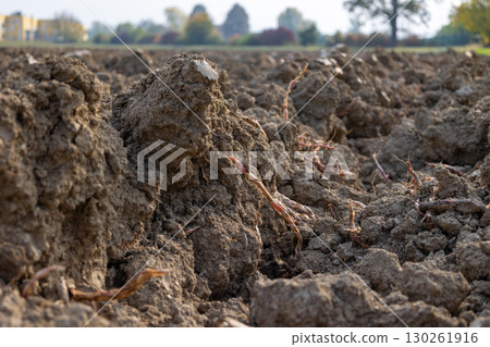 Plowed field showing sugar beet harvest residue and houses in background 130261916