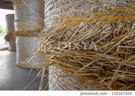 Round bales of straw stacked in a barn creating an agricultural scene 130261920