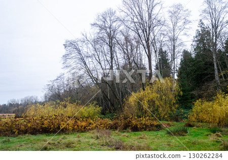 Burnaby Deer Lake Park, BC, Canada 130262284