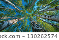 Fresh Green Birch Forest Scene Under Blue Sky Inspiring Tranquility for Website Banners or Social Media Campaigns. 130262574