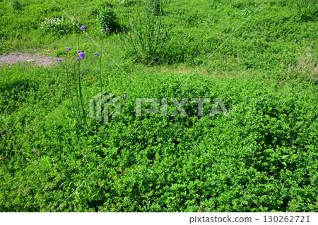 空地、荒地、雜草、土地、空地 130262721