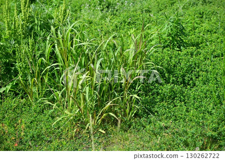 空地、荒地、雜草、土地、空地 130262722