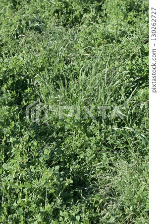 Vacant land, wasteland, weeds, land, vacant lot Vacant land, wasteland, weeds, land, vacant lot 130262727