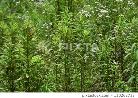 Vacant land, wasteland, weeds, land, vacant lot Vacant land, wasteland, weeds, land, vacant lot 130262732