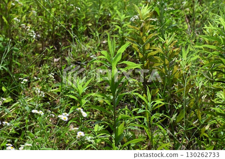 空地、荒地、雜草、土地、空地 空地、荒地、雜草、土地、空地 130262733