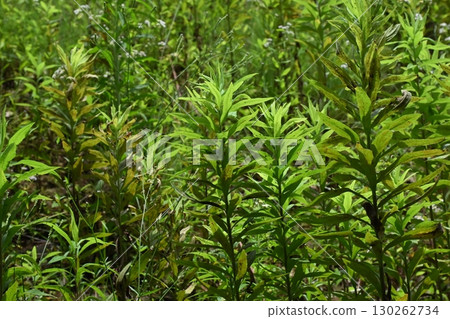 空地、荒地、雜草、土地、空地 空地、荒地、雜草、土地、空地 130262734