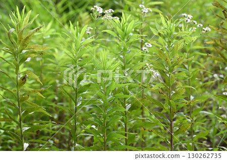 空地、荒地、雜草、土地、空地 130262735