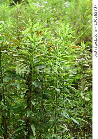 Vacant land, wasteland, weeds, land, vacant lot Vacant land, wasteland, weeds, land, vacant lot 130262737
