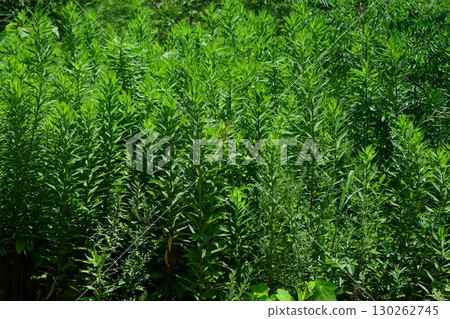 空地、荒地、雜草、土地、空地 130262745