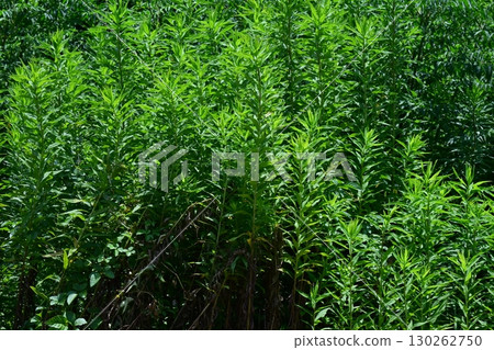 Vacant land, wasteland, weeds, land, vacant lot Vacant land, wasteland, weeds, land, vacant lot 130262750