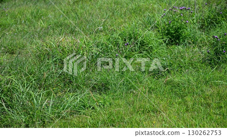 空地、荒地、雜草、土地、空地 130262753