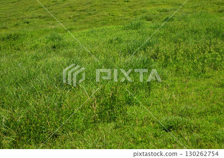 空地、荒地、雜草、土地、空地 130262754