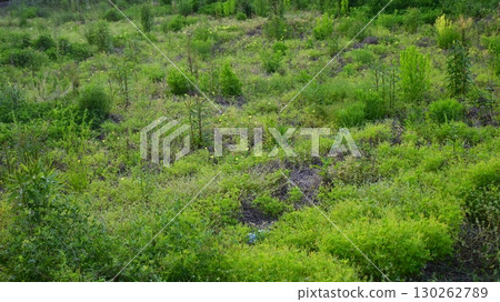 Vacant land, wasteland, weeds, land, vacant lot Vacant land, wasteland, weeds, land, vacant lot 130262789