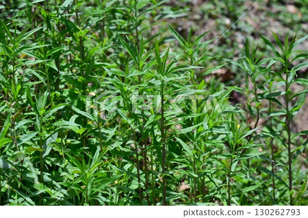 空地、荒地、雜草、土地、空地 130262793