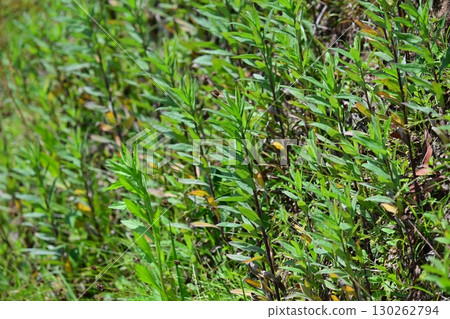 空地、荒地、雜草、土地、空地 130262794