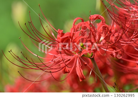 Red spider lily (Lycoris radiata) 130262995