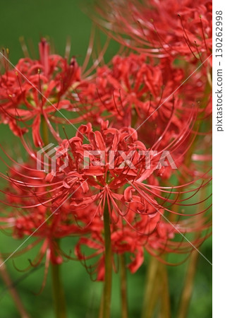 Red spider lily (Lycoris radiata) 130262998