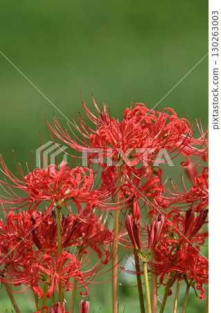 石蒜 石蒜 130263003