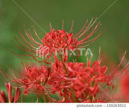 石蒜 石蒜 130263012