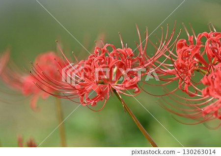 Red spider lily (Lycoris radiata) Red spider lily (Lycoris radiata) 130263014