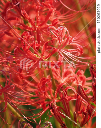 Red spider lily (Lycoris radiata) 130263029