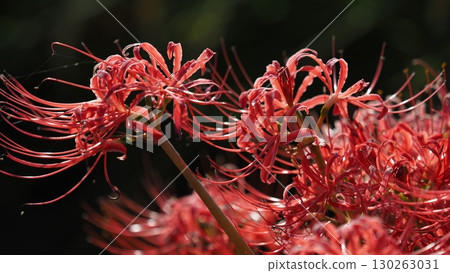 Red spider lily (Lycoris radiata) Red spider lily (Lycoris radiata) 130263031