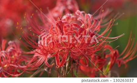 Red spider lily (Lycoris radiata) Red spider lily (Lycoris radiata) 130263037