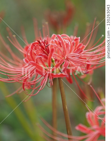 Red spider lily (Lycoris radiata) 130263043