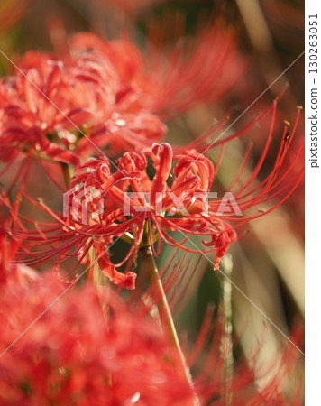 Red spider lily (Lycoris radiata) Red spider lily (Lycoris radiata) 130263051
