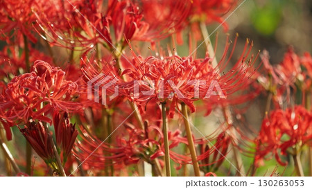 Red spider lily (Lycoris radiata) Red spider lily (Lycoris radiata) 130263053