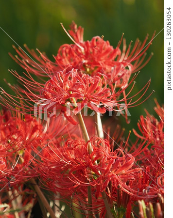 Red spider lily (Lycoris radiata) 130263054