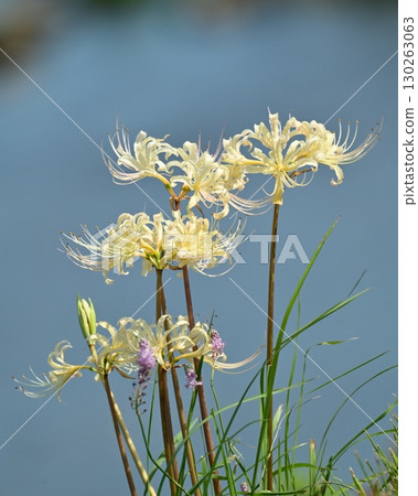 Red spider lily (Lycoris radiata) Red spider lily (Lycoris radiata) 130263063