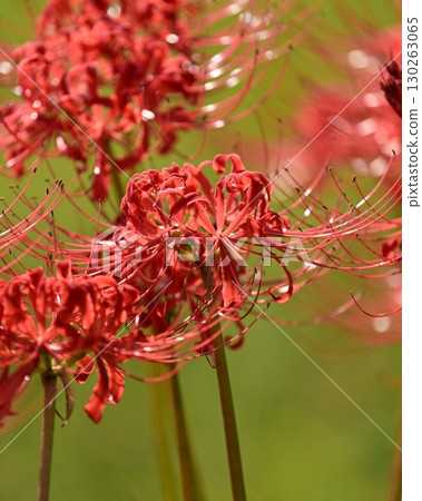 Red spider lily (Lycoris radiata) Red spider lily (Lycoris radiata) 130263065