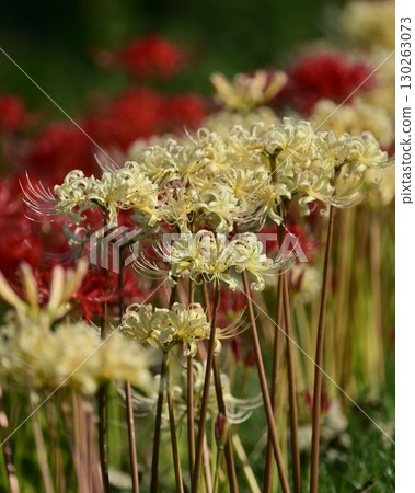 Red spider lily (Lycoris radiata) 130263073