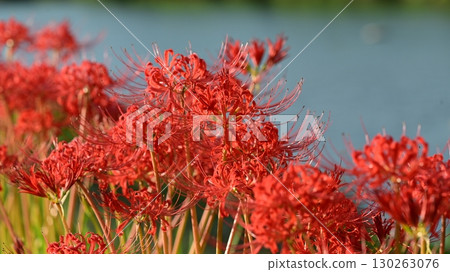 Red spider lily (Lycoris radiata) Red spider lily (Lycoris radiata) 130263076