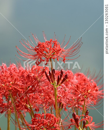 Red spider lily (Lycoris radiata) 130263081