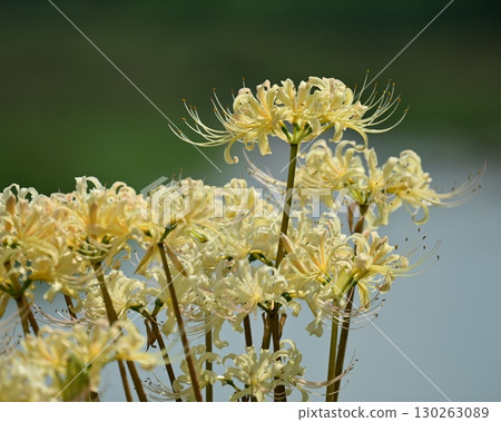 Red spider lily (Lycoris radiata) Red spider lily (Lycoris radiata) 130263089