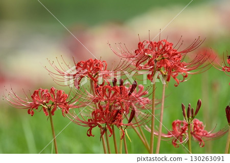 Red spider lily (Lycoris radiata) Red spider lily (Lycoris radiata) 130263091