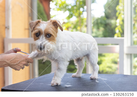 Professional groomer is holding right front paw up and trimming fur of Jack Russell dog. Professional groomer is holding right front paw up and trimming fur of Jack Russell dog. 130263150