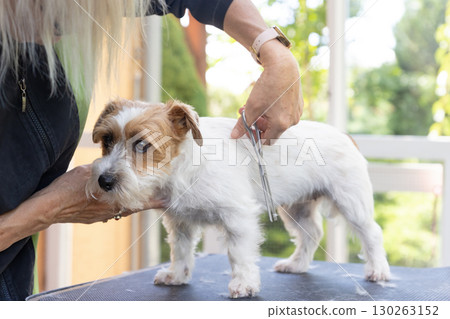 Gentle grooming of the hair on the legs of a Jack Russell dog Gentle grooming of the hair on the legs of a Jack Russell dog 130263152