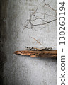 Burning incense stick on a rustic holder with ash, placed against a textured concrete wall with dry branches and old wood. Minimalist still life in wabi-sabi style. 130263194